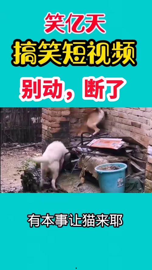 最新爆料幽默短视频,笑到肚子疼！  第1张